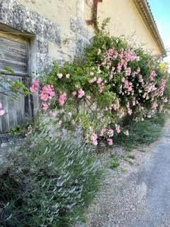 Fontmorte, 414 Chem. de Fontmorte, 16320 Rougnac, France -9