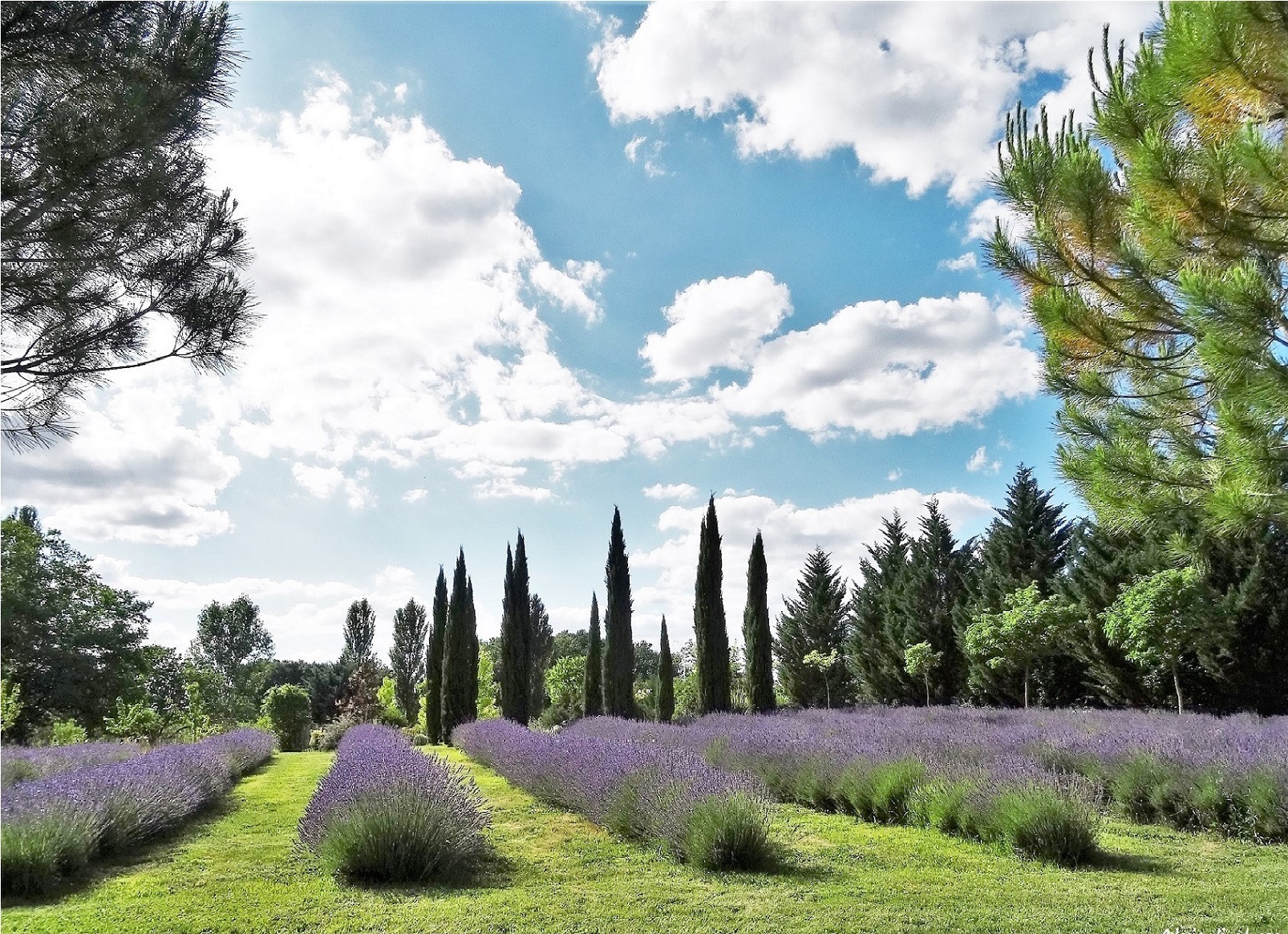 Les jardins du Coq, 16390 Montignac-le-Coq -5