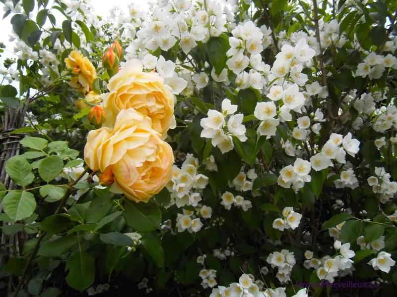 Le Jardin de Frescati,  Le Bourg, 46160 Frontenac -9