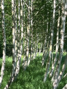 The avenue of birch trees