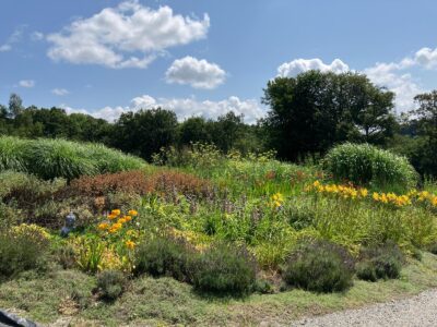 Naturalistic planting in the garden